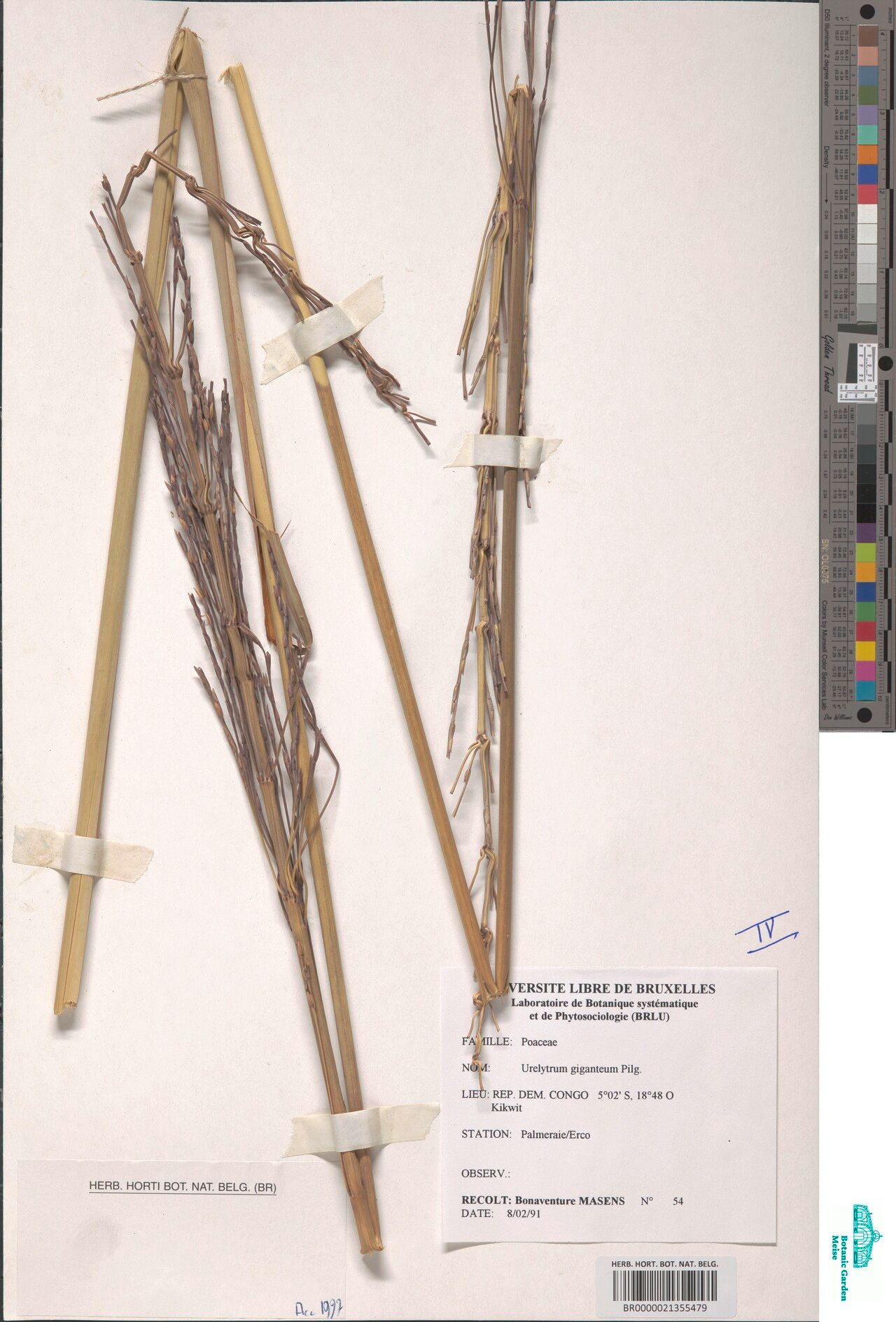 Urelytrum giganteum — related species from the same genus