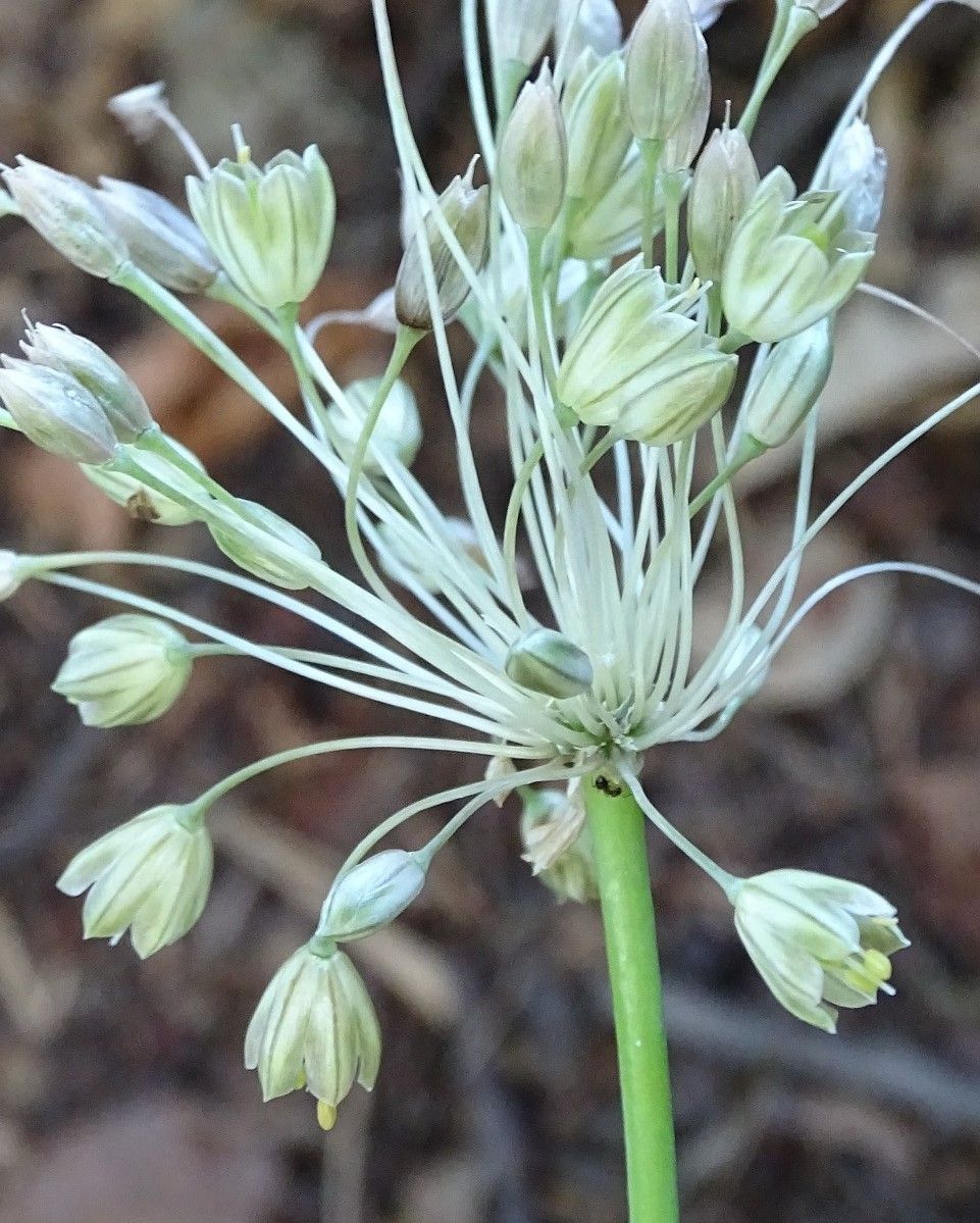 Allium oporinanthum flower