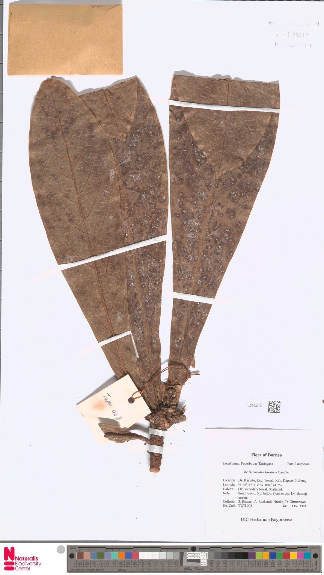 Beilschmiedia kunstleri — houseplant care guide