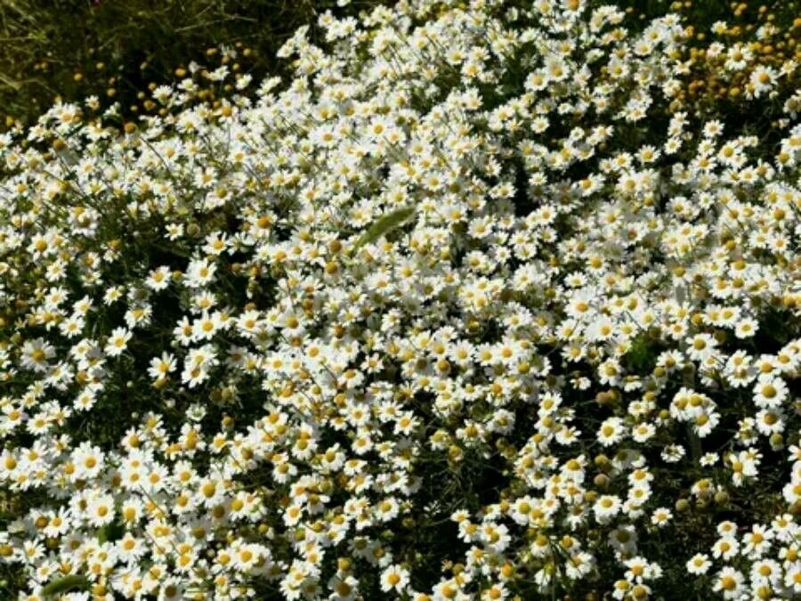 Anthemis melampodina — search result for 'Anthemis'