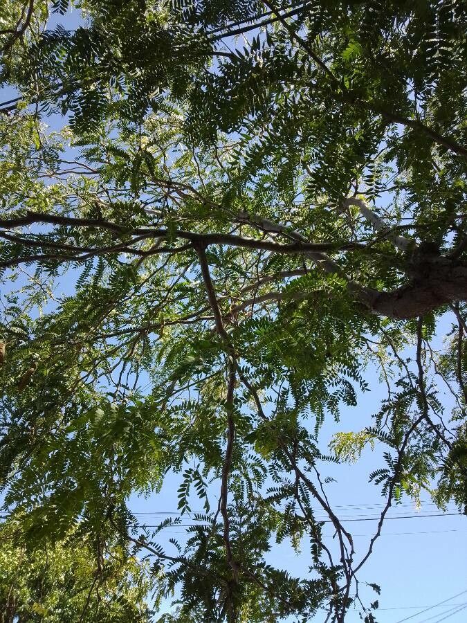 Acacia abbreviata bark