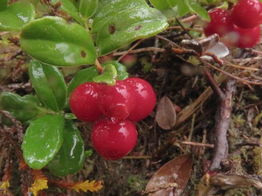Vaccinium vitis-idaea fruit