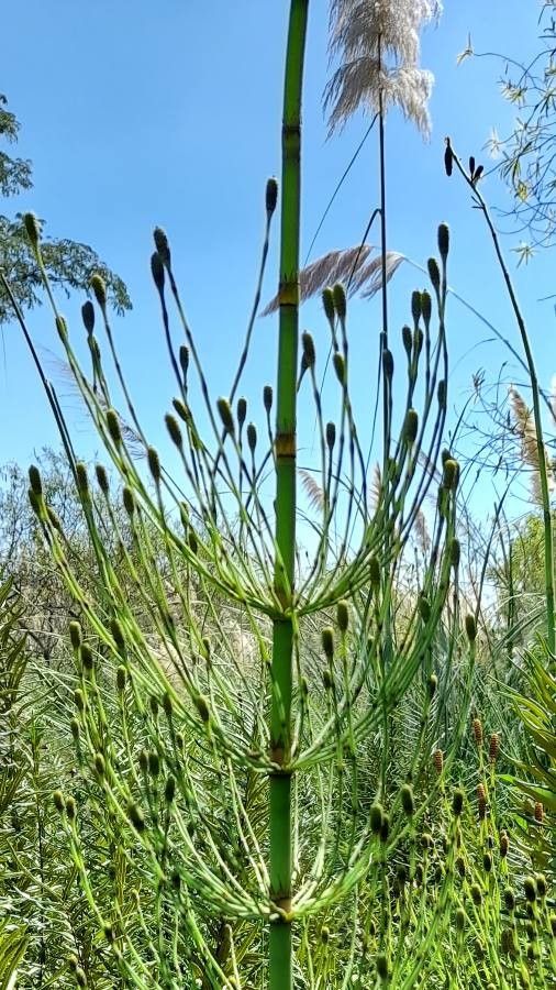 Equisetum giganteum fruit