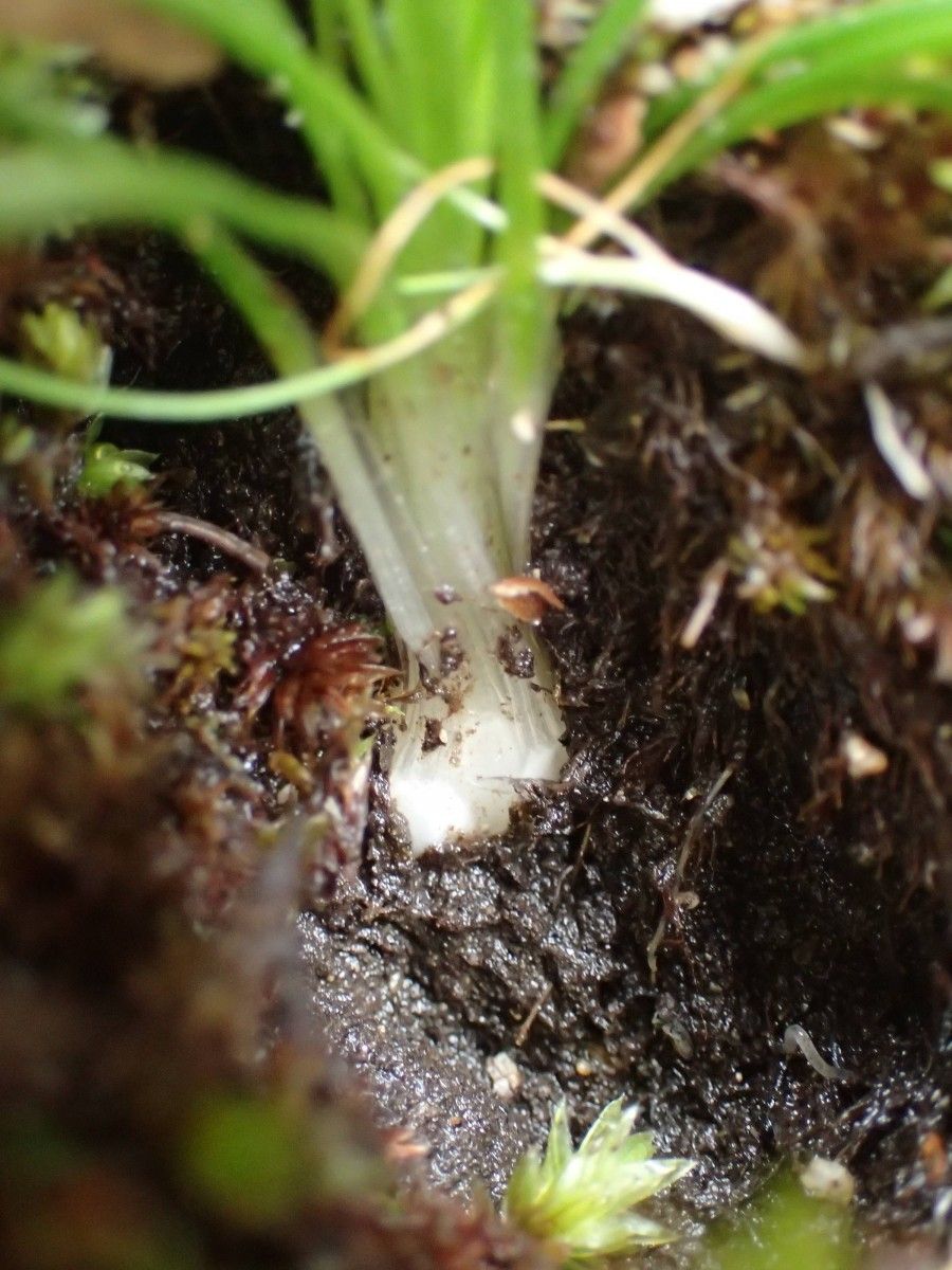 Isoetes durieui bark