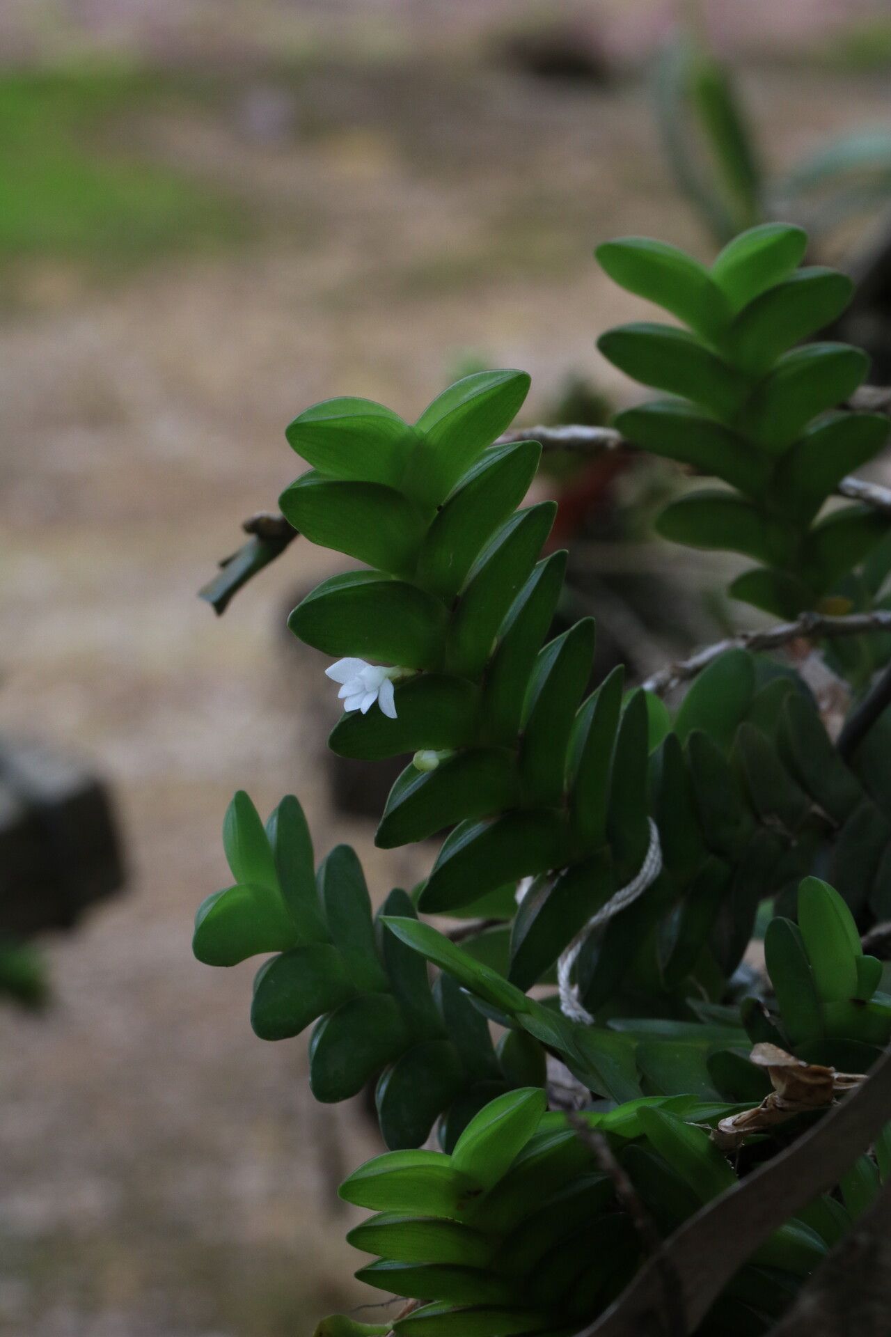 Angraecum aporoides — houseplant care guide