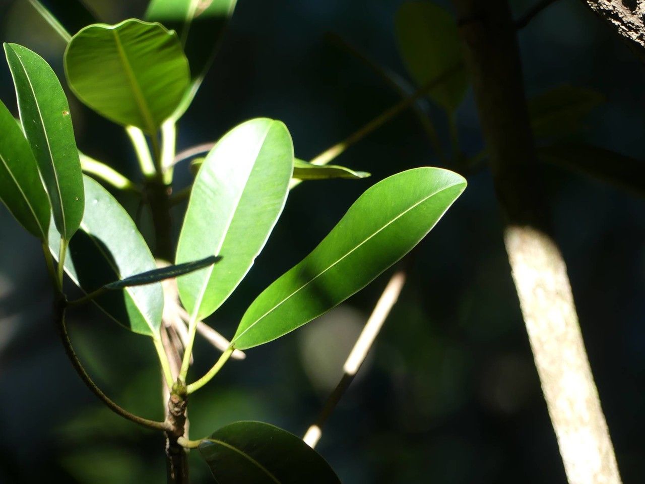 Labourdonnaisia calophylloides leaf
