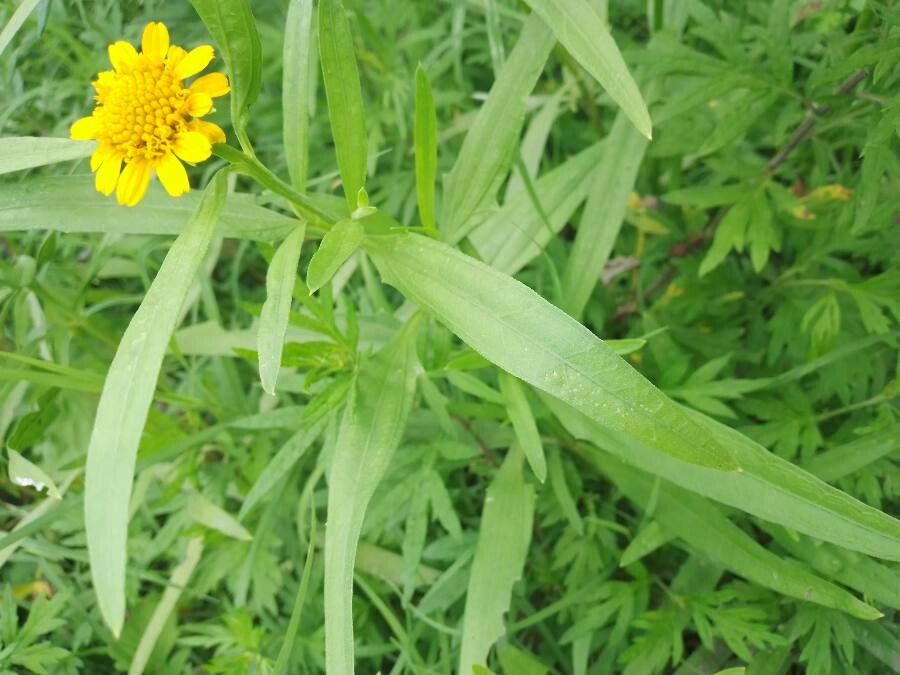 Pascalia glauca leaf