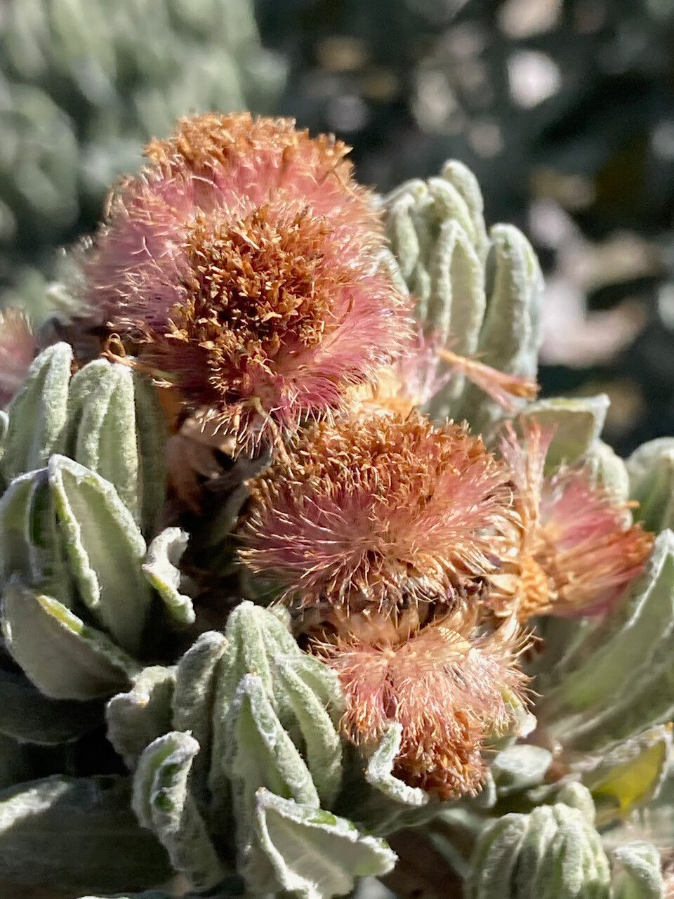 Diplostephium alveolatum fruit