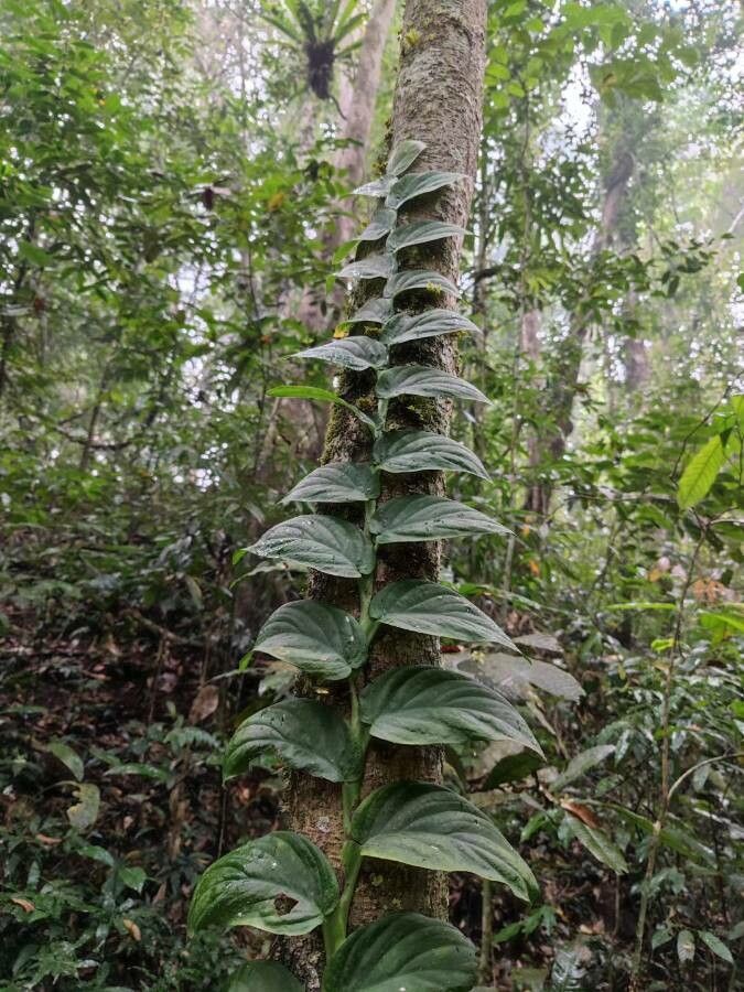 Rhaphidophora korthalsii — search result for 'Rhaphidophora'