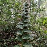 Rhaphidophora korthalsii