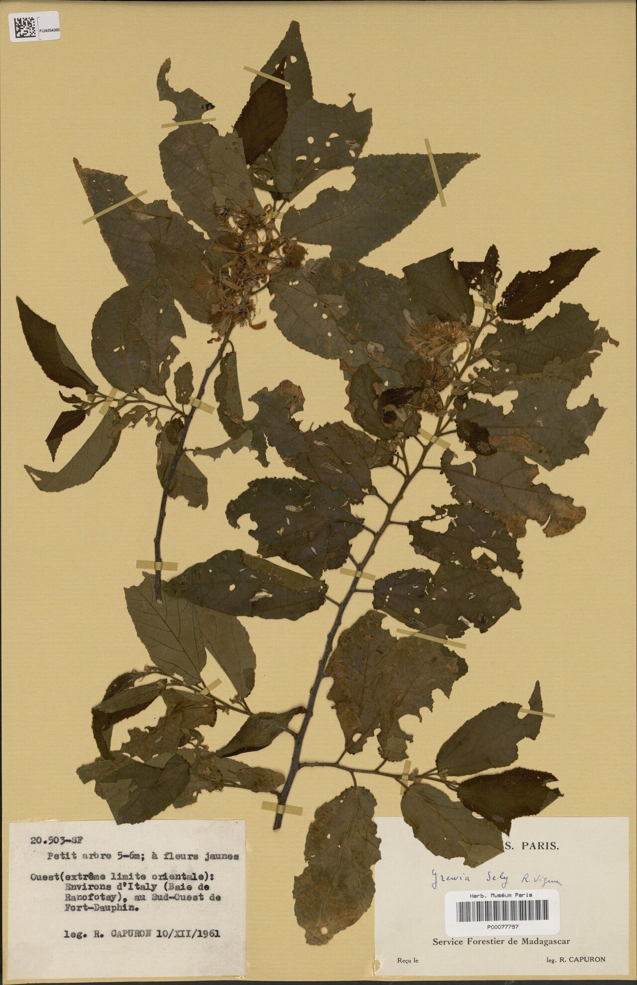 Grewia sely — houseplant care guide