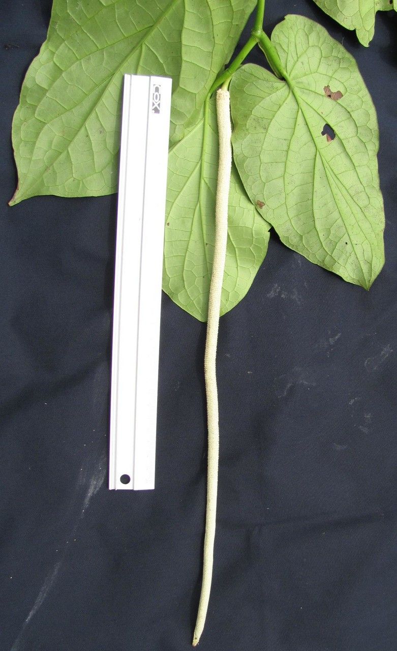 Piper pseudofimbriulatum other