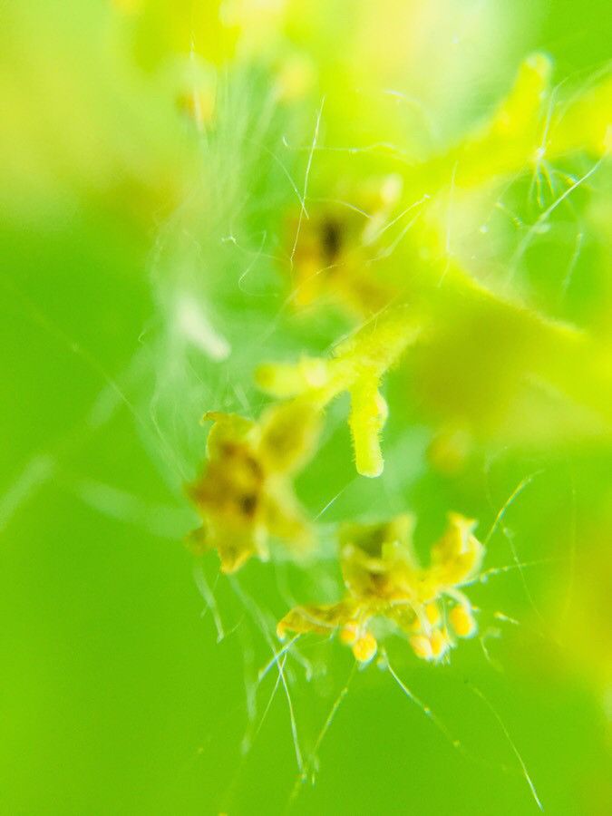 Griselinia littoralis flower