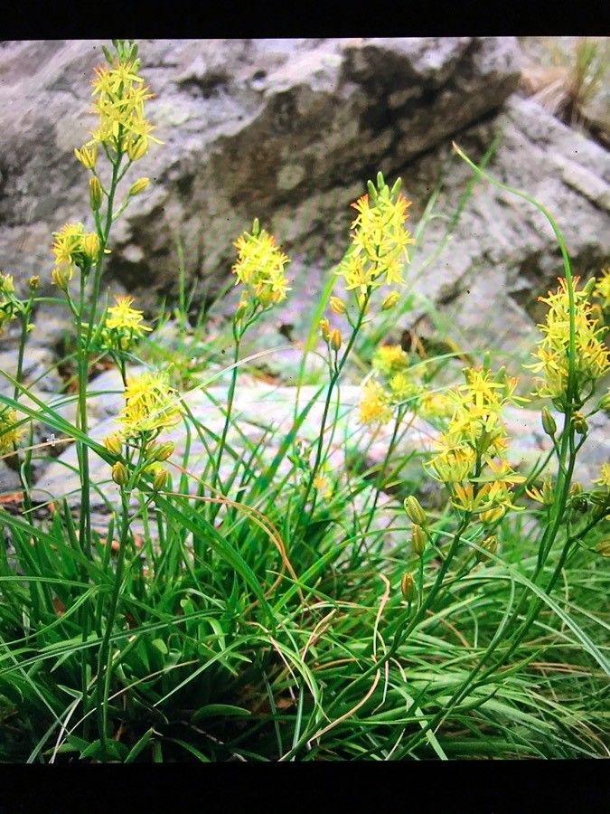 Narthecium reverchonii flower