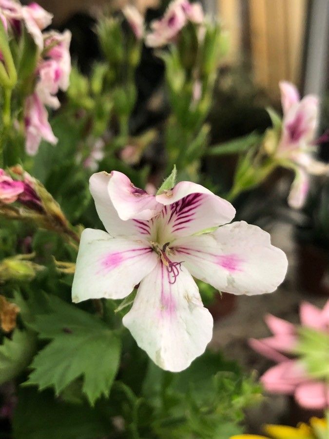 Pelargonium grandiflorum flower
