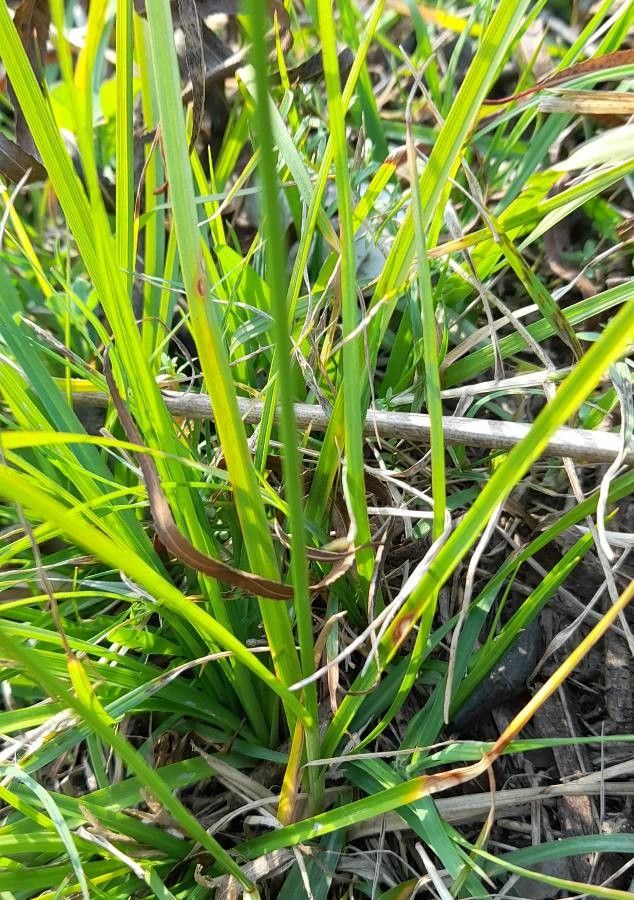 Carex bonariensis other