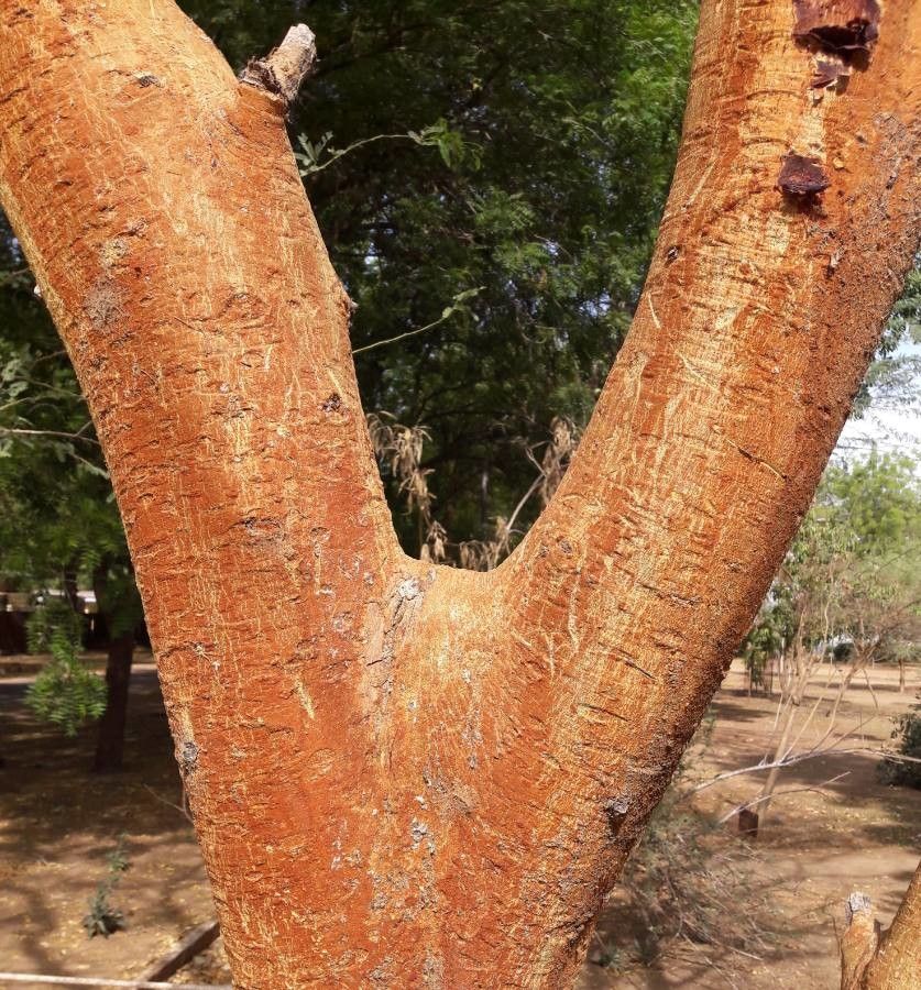 Vachellia seyal bark