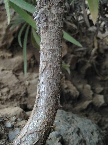 Echium leucophaeum bark