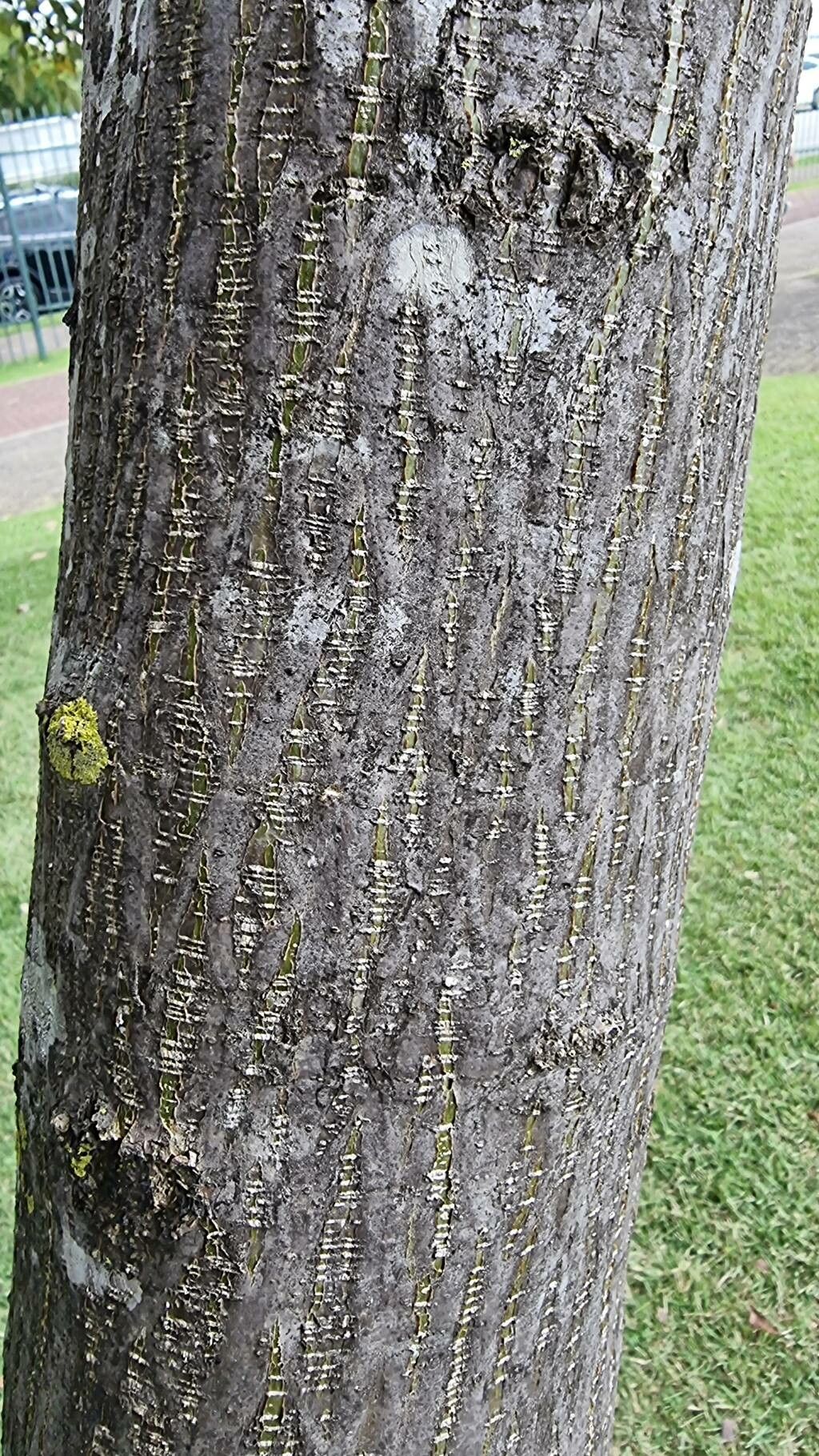 Centrolobium sclerophyllum bark