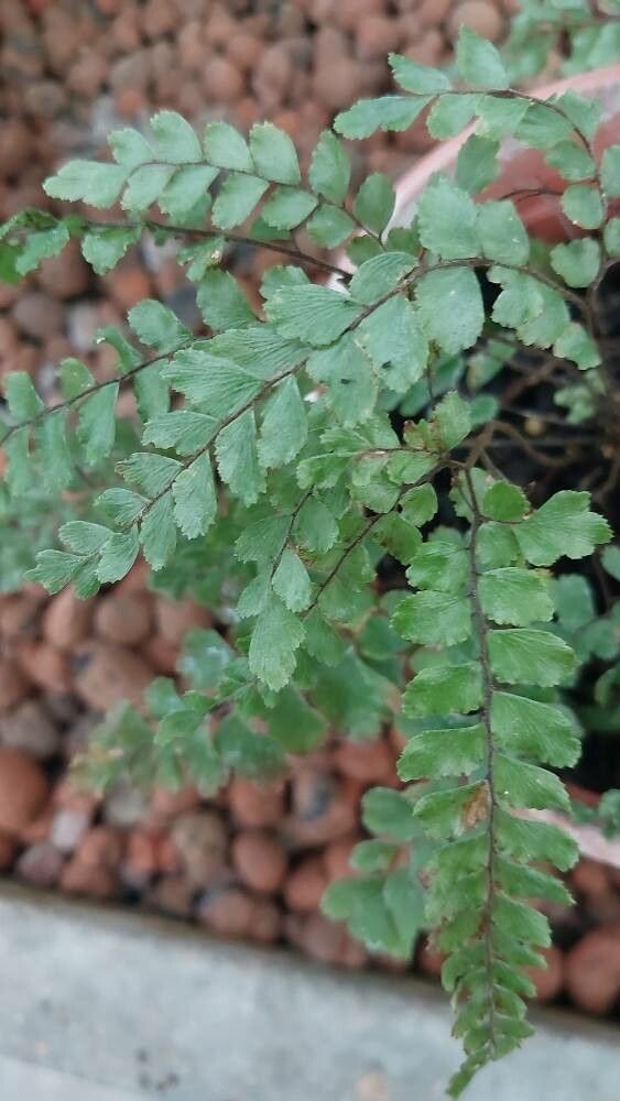 Adiantum fulvum leaf