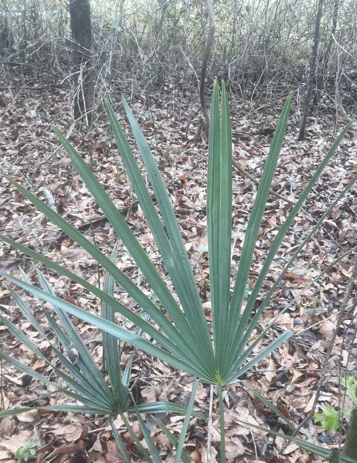 Sabal minor leaf
