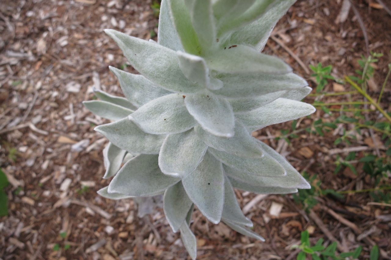 Syncarpha eximia — related species from the same genus