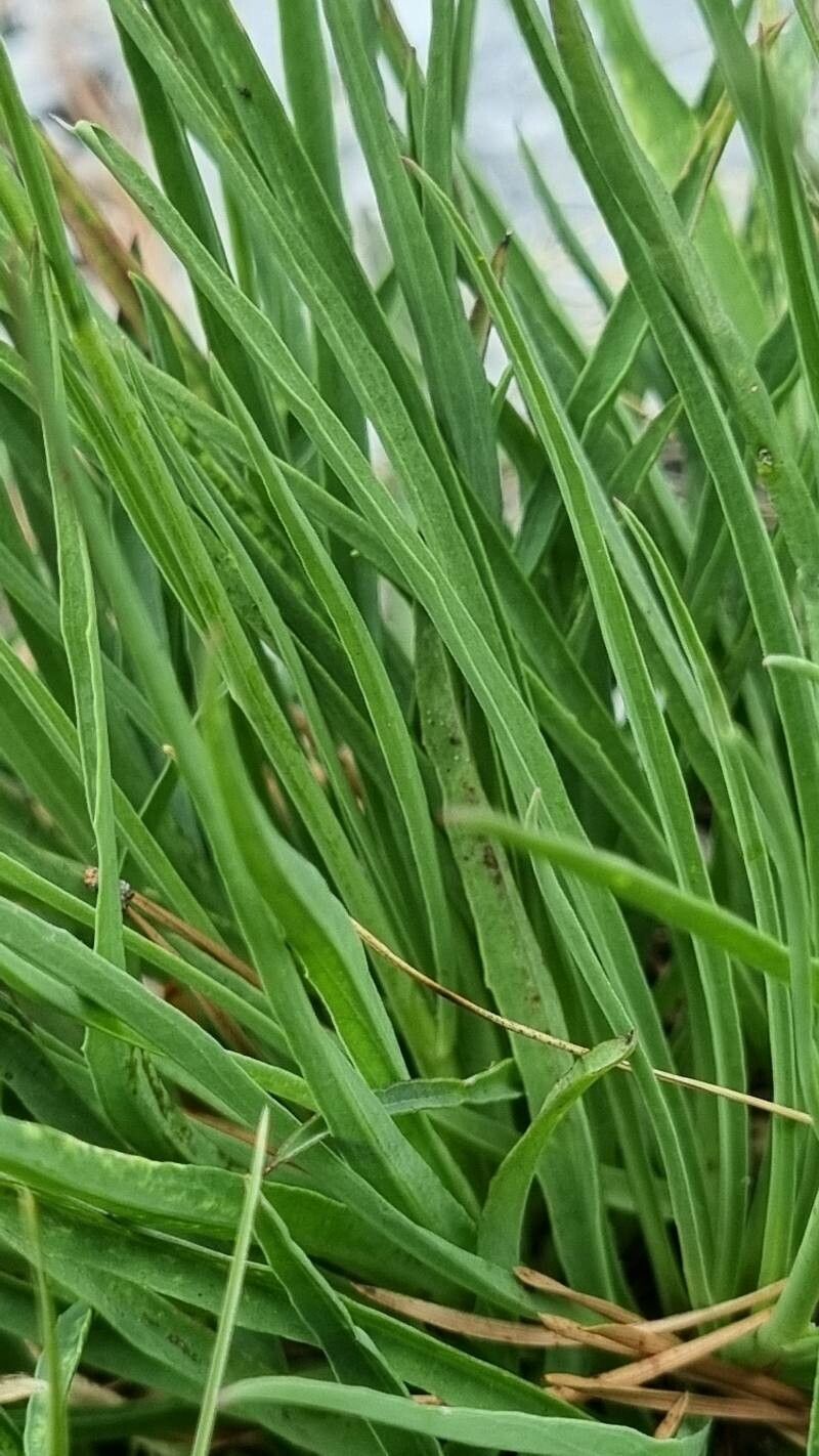 Hieracium porrifolium — search result for 'Hieracium'
