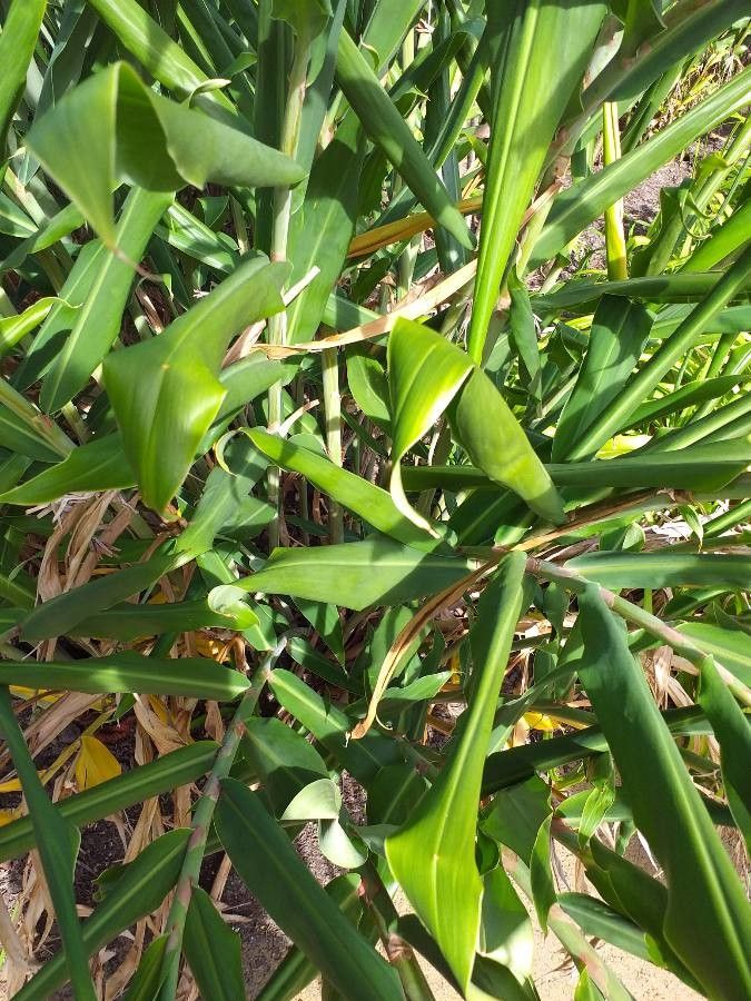 Stachyurus praecox leaf