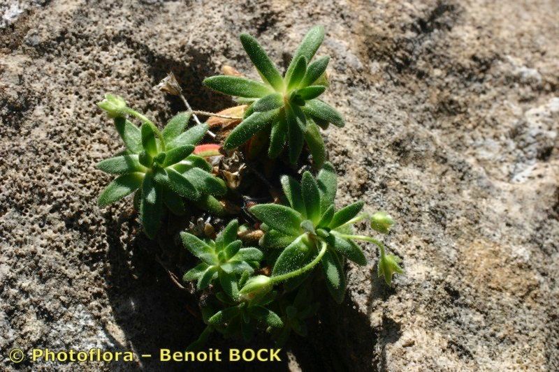 Androsace cylindrica other