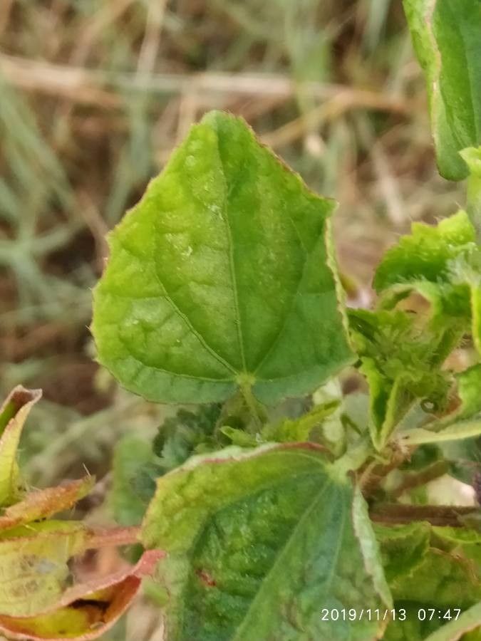 Malachra alceifolia — related species from the same genus