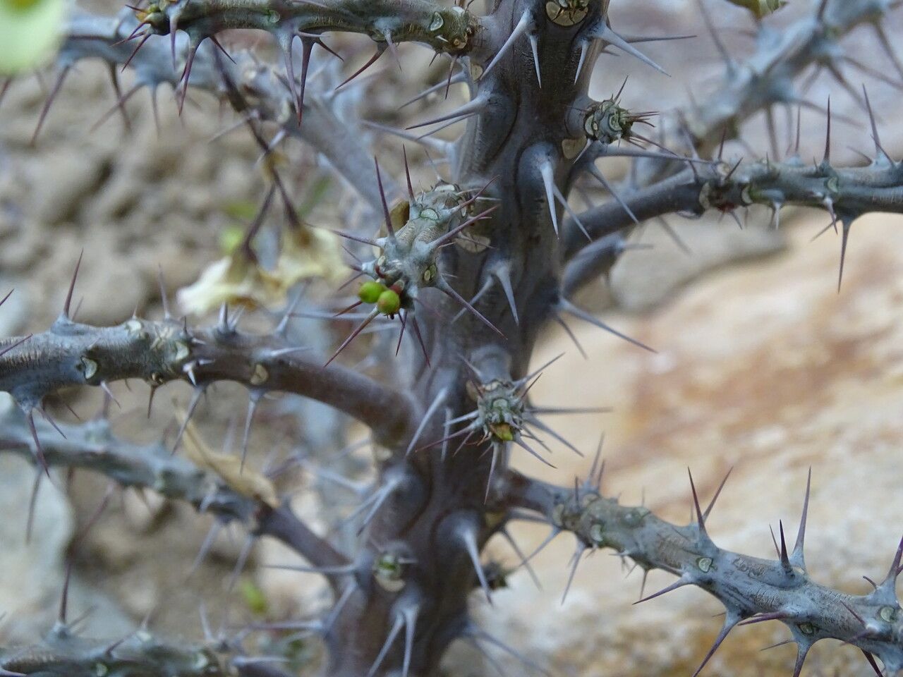 Euphorbia intisy bark