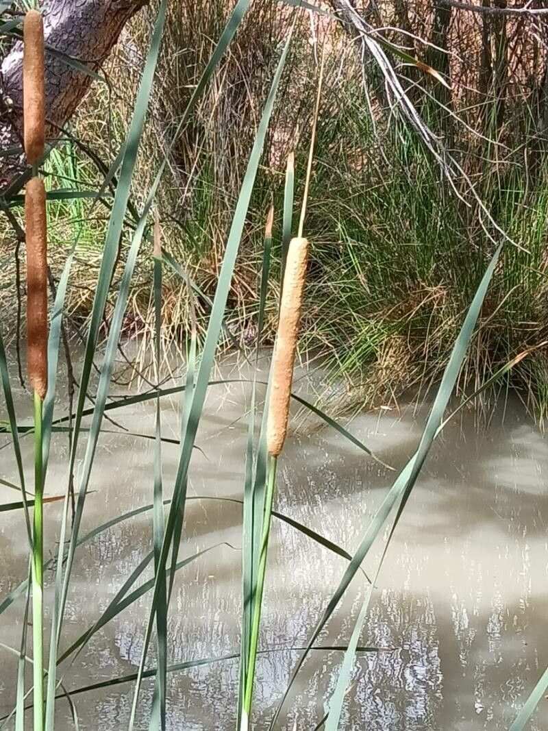 Typha x glauca — search result for 'Midwestern'