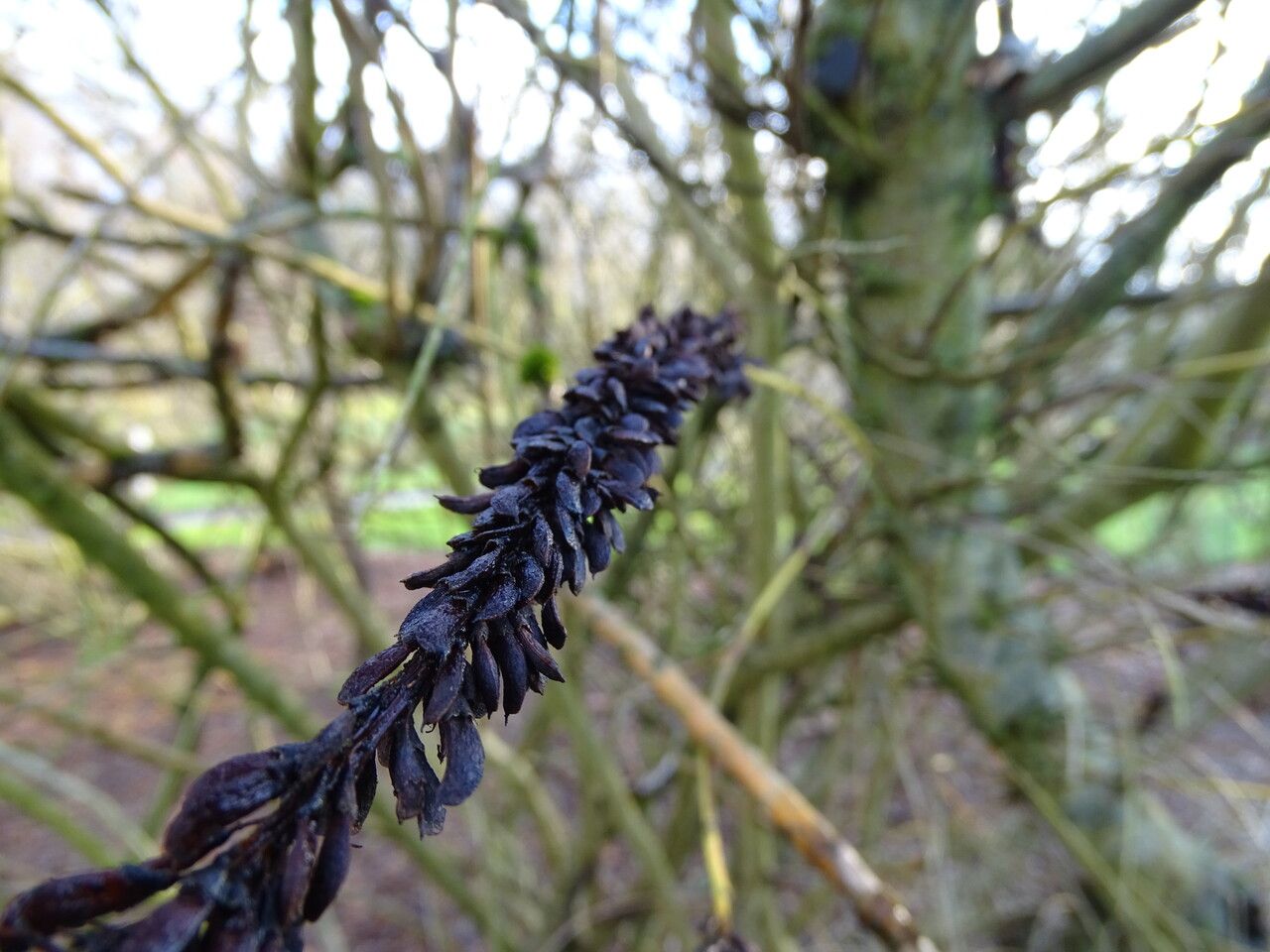 Amorpha californica fruit