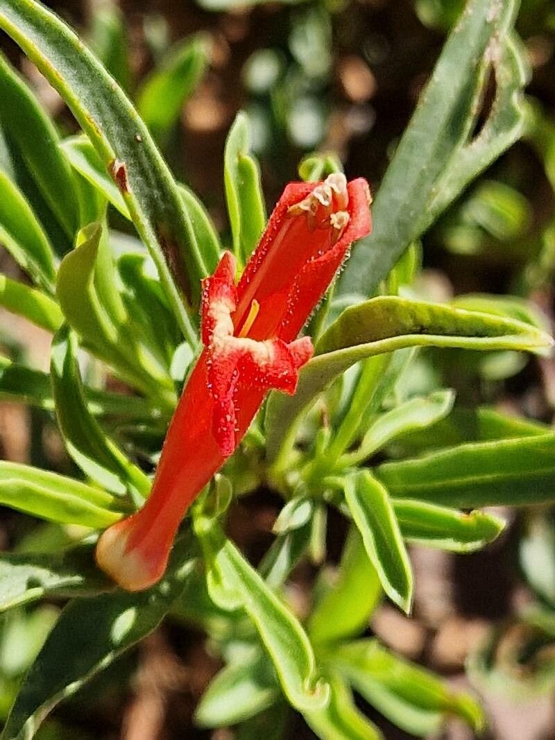 Penstemon rostriflorus flower