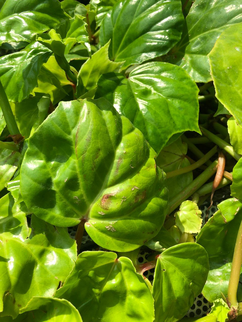 Begonia convolvulacea — search result for 'Begoniaceae'