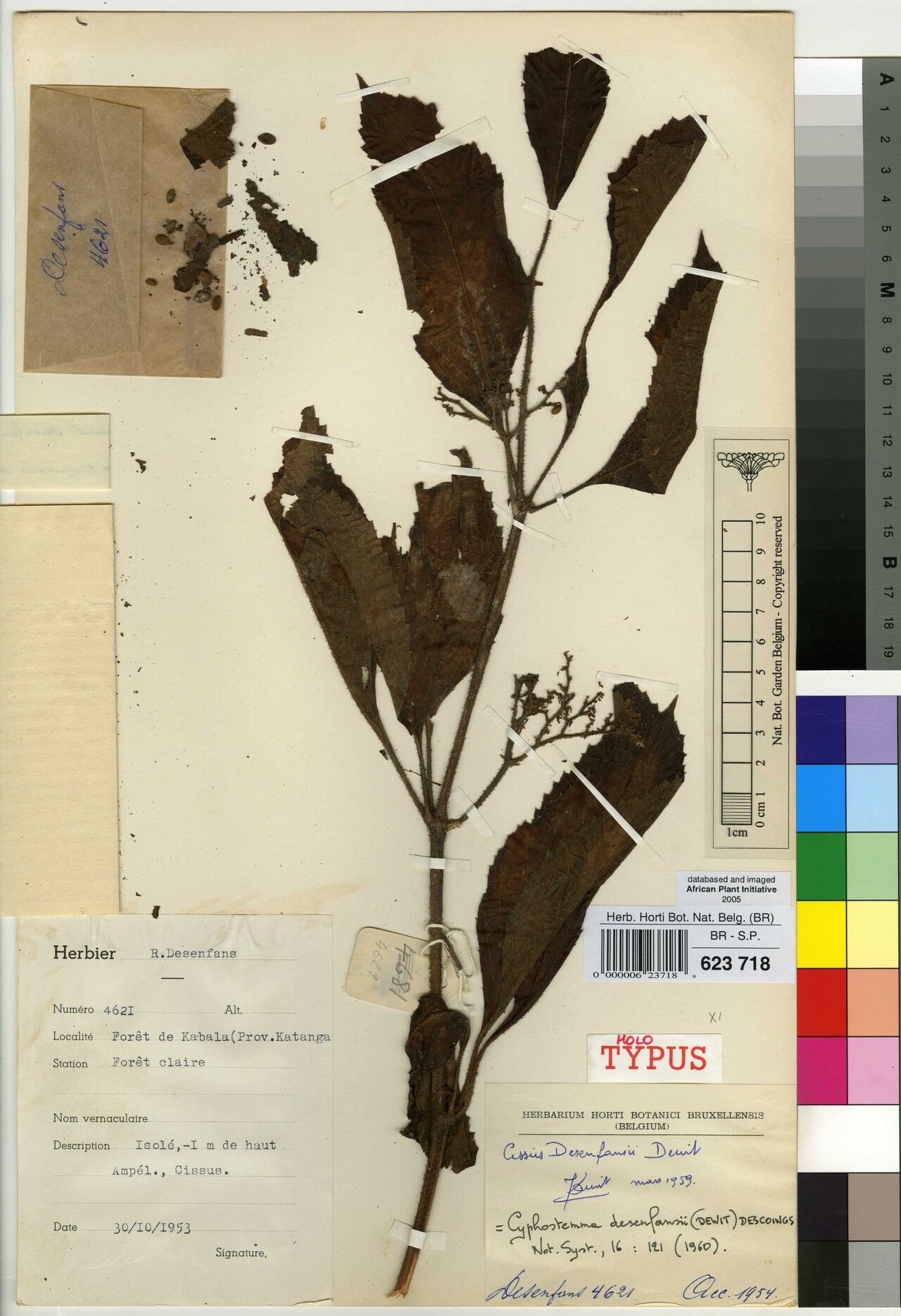 Cyphostemma desenfansii — houseplant care guide