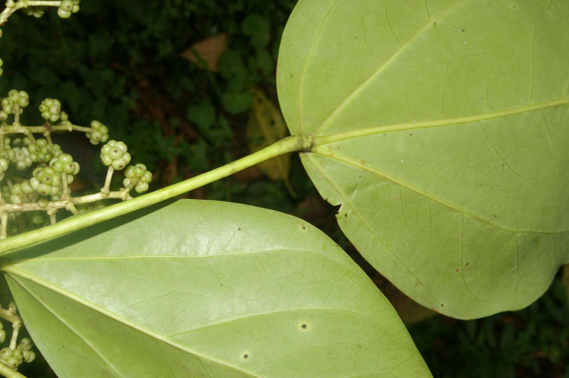 Oreopanax donnell-smithii leaf