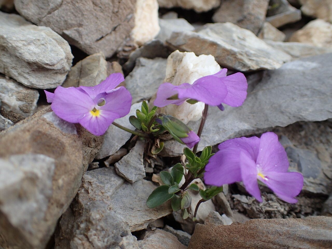 Viola cenisia flower