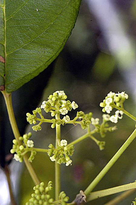Petitia domingensis flower
