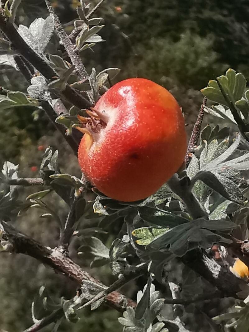 Crataegus pycnoloba fruit