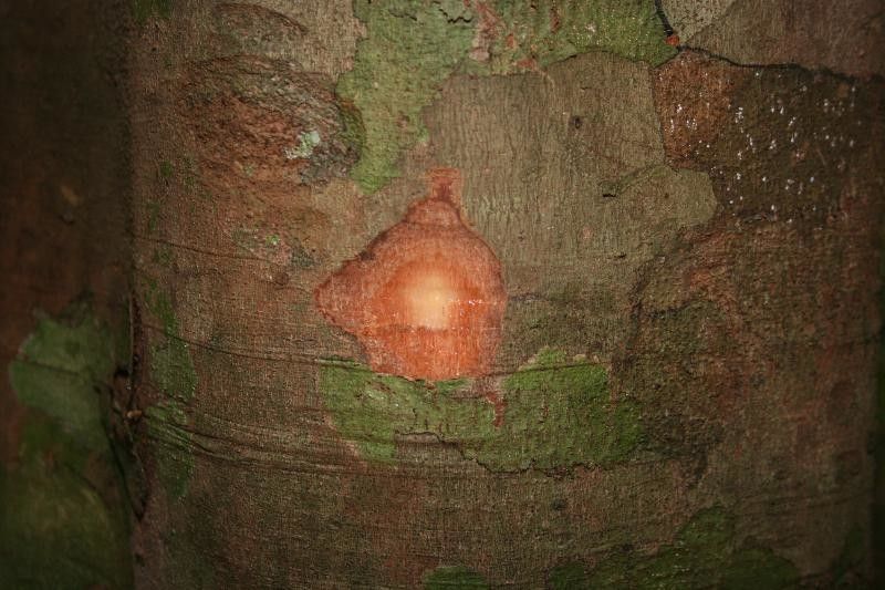 Protium aracouchini other