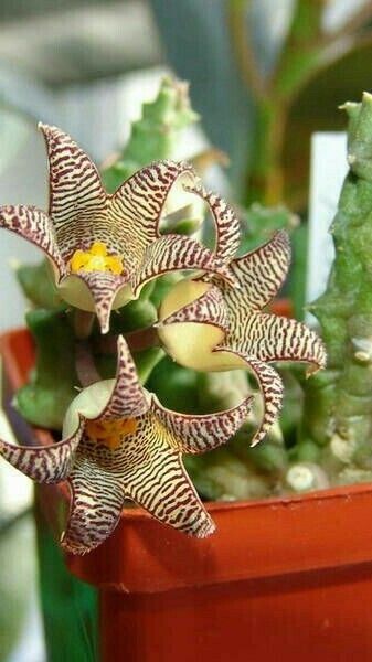 Piaranthus punctatus flower