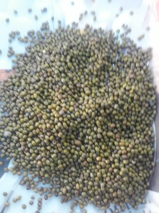 Vigna mungo fruit