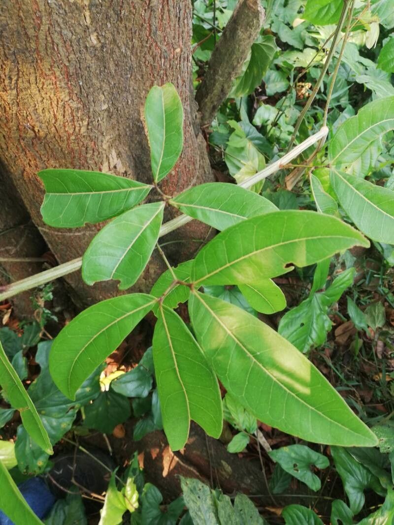 Albizia laurentii — houseplant care guide