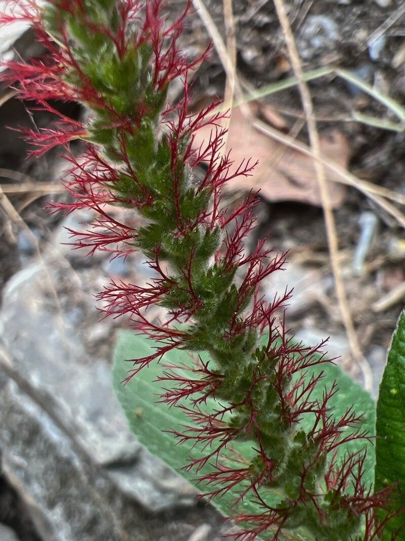 Acalypha phleoides flower