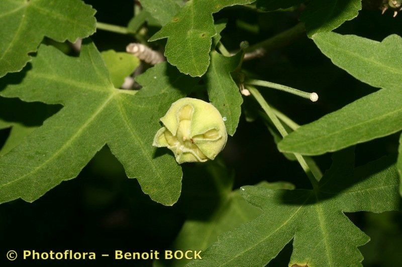 Lavatera acerifolia fruit