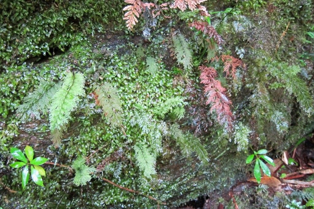 Trichomanes apiifolium habit