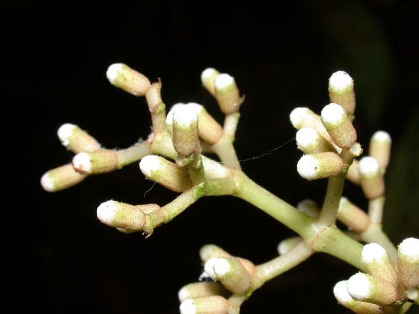 Miconia appendiculata flower