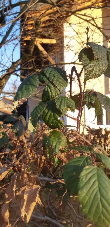 Rubus sulcatus — search result for 'Rubus'