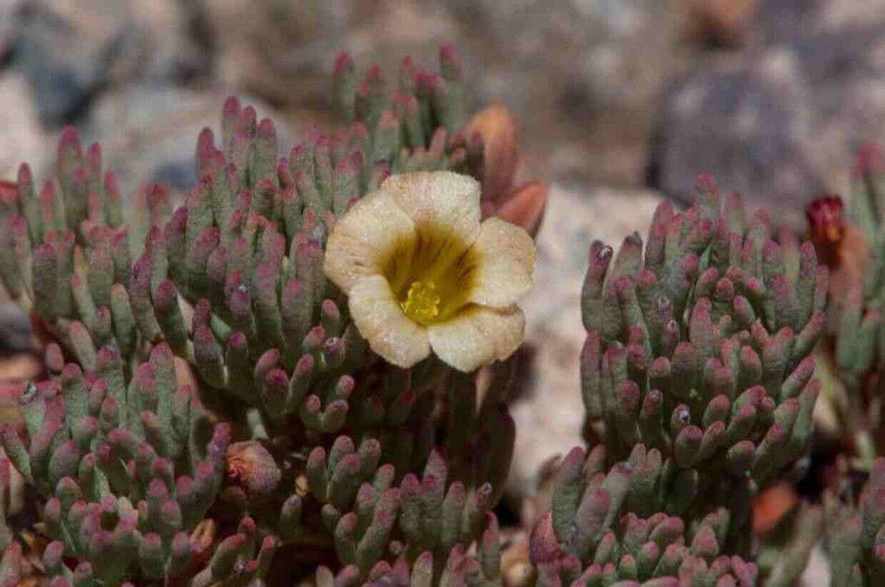 Oxalis caerulea other